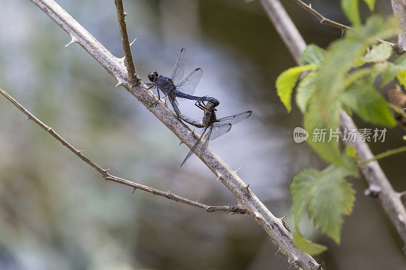 交配中的石板蜻蜓(Libellula Incesta)